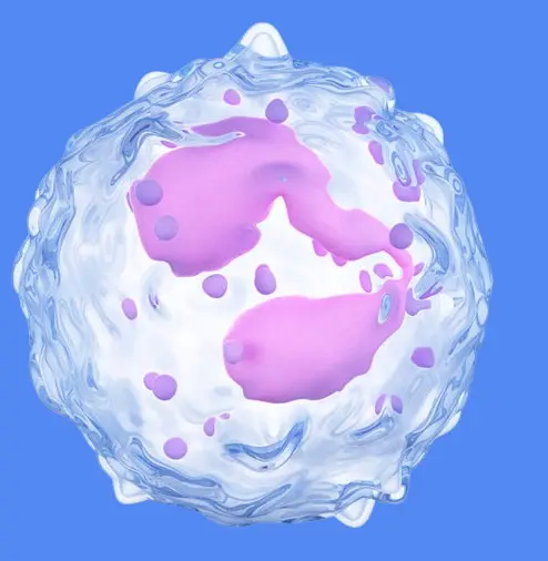 monocytes élevés