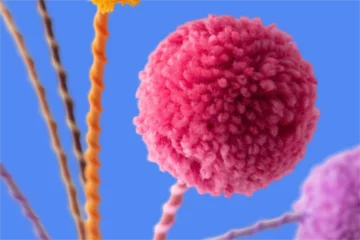 Polynucléaires neutrophiles bas