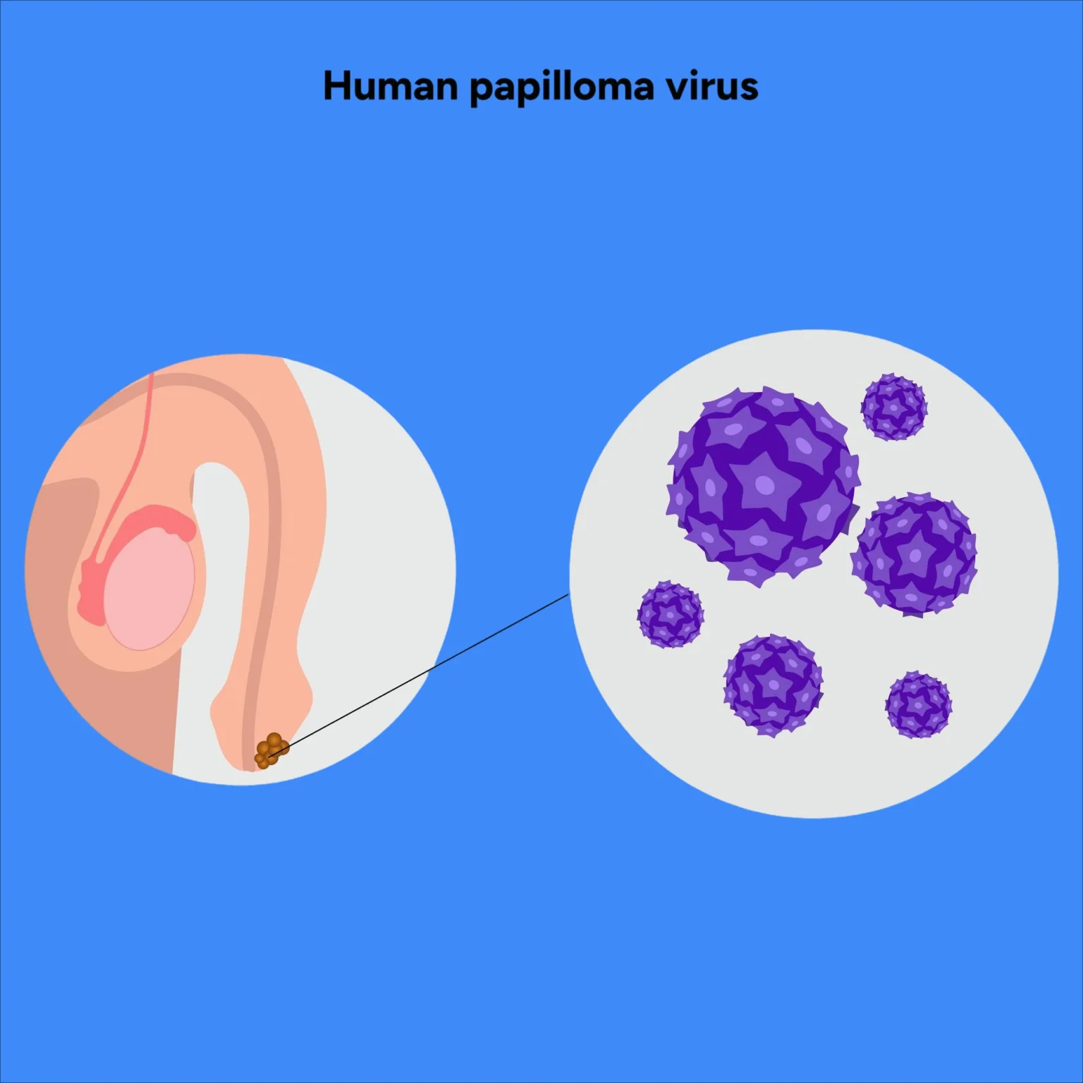 papillomavirus homme porteur
